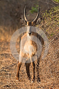 Waterbuck photo