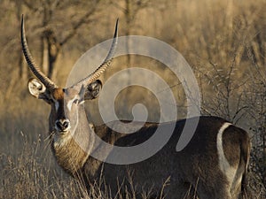Waterbuck