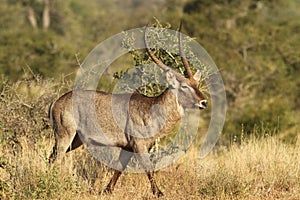 Waterbuck