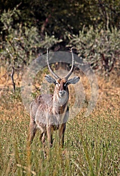 Waterbuck