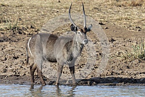 Waterbuck photo