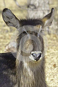 Waterbuck