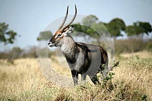 Waterbuck photo