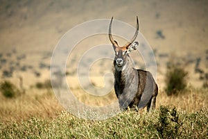 Waterbuck