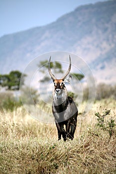 Waterbuck photo