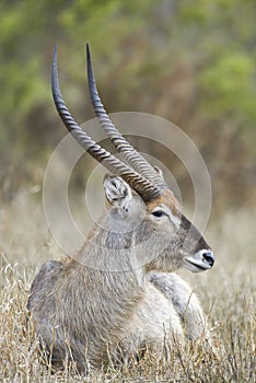 Waterbuck