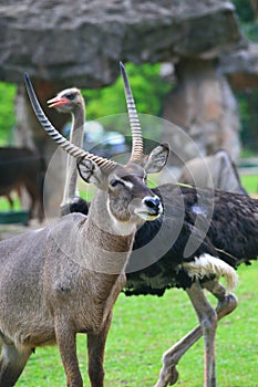 Waterbuck