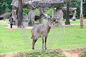 Waterbuck