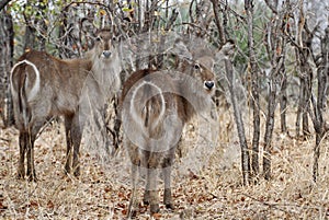 Waterbuck