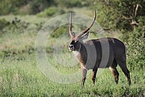 Waterbuck