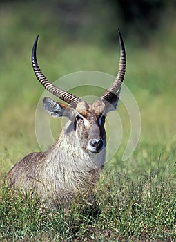 Waterbuck photo