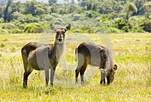 Waterbuck adolescents