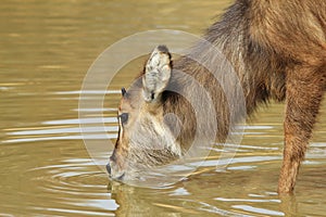 Waterbuck - African Wildlife Background - Pleasure of Silver Water