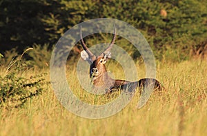 Waterbuck - African Wildlife Background - Pride and Power