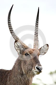 Waterbuck Antelope photo