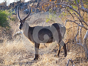 Waterbuck Antelope in the Chobe Natural Park in Botswana, Africa