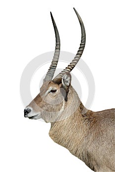 Waterbuck Antelope Isolated on White