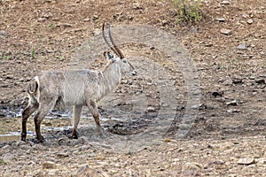 Waterbuck antelope in kruger park south africa