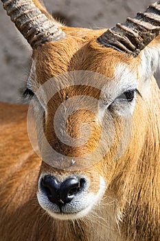 Waterbuck antelope portrait, head closeup