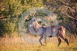 Waterbuck antelope