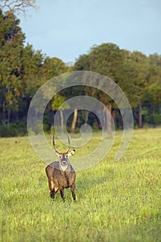 Waterbuck with antlers looking into camera in Masai Mara in Kenya, Africa