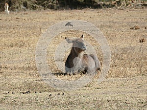 Waterbuck Artiodactyla Ngorongoro Crater, Tanzania