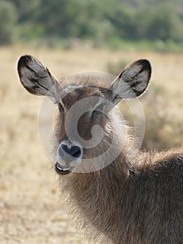 Waterbuck Artiodactyla Ngorongoro Crater, Tanzania