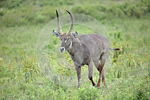 A Waterbuck in Arusha National Park