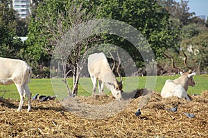 Waterbuck with big horns is standing in safari Ramat Gan, spring in Israel. Wildlife shooting