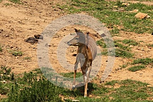 Waterbuck at Boteilierskop