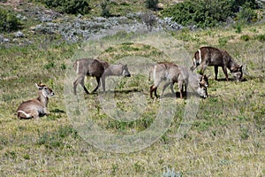 Waterbuck, Botlierskop Reserve, South Africa