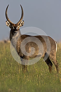 Waterbuck Bull photo