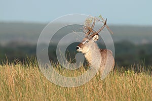 Waterbuck Bull