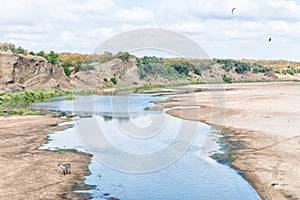 Waterbuck bull in the Letaba River