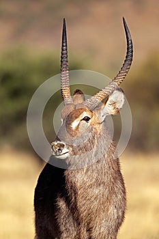 Waterbuck bull