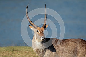 Waterbuck bull