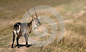 Waterbuck bull focused on the camera