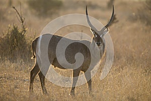 Waterbuck bull at sunset with sun from behind