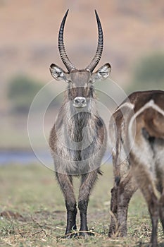 Waterbuck Bull watching photographer