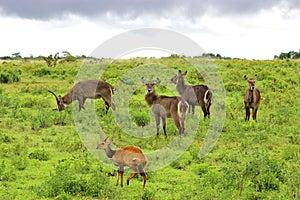 Waterbuck and bushbuck, Tanzania