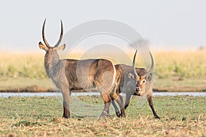 Waterbuck challenging another during the rut