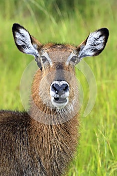 Waterbuck Close-up