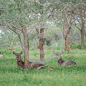 A Waterbuck Cow and Calf in Hluhluwe-Imfolozi Park