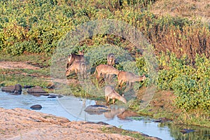 Waterbuck females grazing next to a river