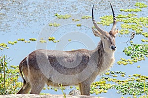 Waterbuck in front of green pond