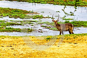 Waterbuck grazing along the Letaba River in Kruger National Park