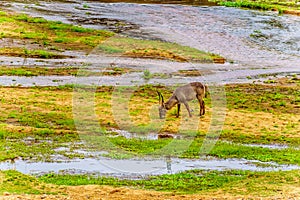 Waterbuck grazing along the Letaba River in Kruger National Park