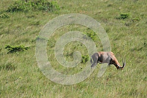 Waterbuck grazing in the veld