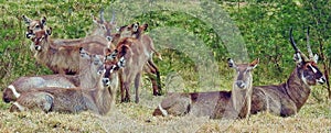 Waterbuck, group, herd