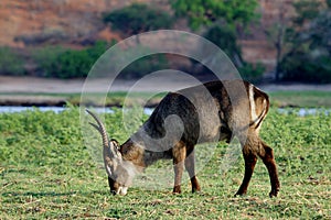 Waterbuck having a late-afternoon snack